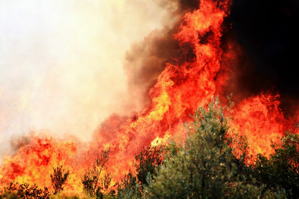 foret en flammes